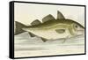 The Cod Fish-E. Albin-Framed Stretched Canvas