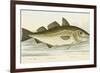 The Cod Fish-E. Albin-Framed Giclee Print