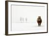 The Cold Pony-Gert Van Den-Framed Photographic Print