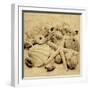 The Collection II-John Seba-Framed Photo