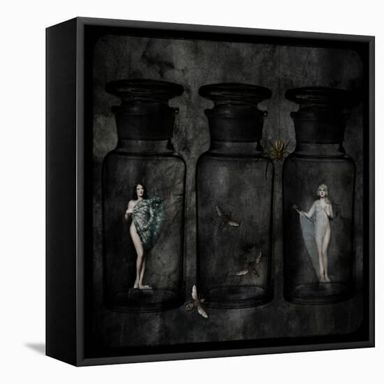 The Collector-Lydia Marano-Framed Stretched Canvas