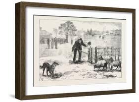 The Collie Dog Trials at the Alexandra Palace, Penning the Sheep, 1876, Uk-null-Framed Giclee Print