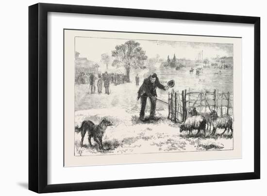 The Collie Dog Trials at the Alexandra Palace, Penning the Sheep, 1876, Uk-null-Framed Giclee Print