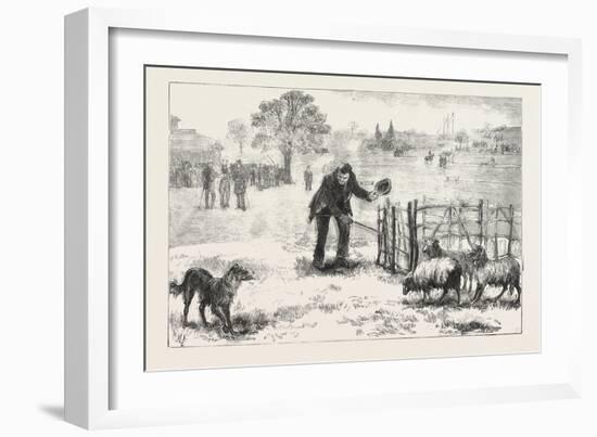 The Collie Dog Trials at the Alexandra Palace, Penning the Sheep, 1876, Uk-null-Framed Giclee Print