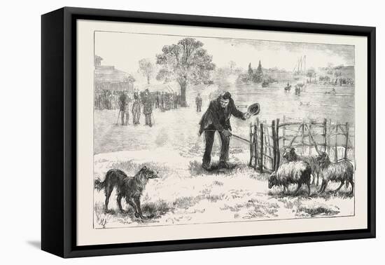 The Collie Dog Trials at the Alexandra Palace, Penning the Sheep, 1876, Uk-null-Framed Stretched Canvas