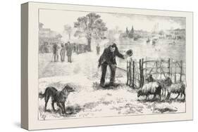 The Collie Dog Trials at the Alexandra Palace, Penning the Sheep, 1876, Uk-null-Stretched Canvas