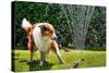 The Collie is Avoiding the Sprinkler in the Garden-dieterjaeschkephotography-Stretched Canvas