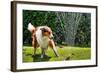 The Collie is Avoiding the Sprinkler in the Garden-dieterjaeschkephotography-Framed Photographic Print