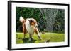 The Collie is Avoiding the Sprinkler in the Garden-dieterjaeschkephotography-Framed Photographic Print