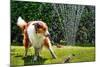 The Collie is Avoiding the Sprinkler in the Garden-dieterjaeschkephotography-Mounted Photographic Print