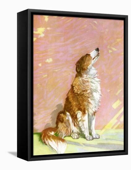 The Collie-Diana Thorne-Framed Stretched Canvas