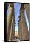 The Colonnade of Amenhotep Iii, Luxor Temple, Luxor, Thebes, Egypt, North Africa, Africa-Richard Maschmeyer-Framed Stretched Canvas