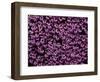 The Color Purple-John Gusky-Framed Photographic Print