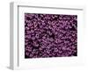 The Color Purple-John Gusky-Framed Photographic Print