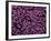 The Color Purple-John Gusky-Framed Photographic Print