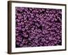 The Color Purple-John Gusky-Framed Photographic Print