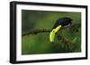 The Colors of Costa Rica-Fabio Ferretto-Framed Photographic Print