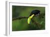 The Colors of Costa Rica-Fabio Ferretto-Framed Photographic Print