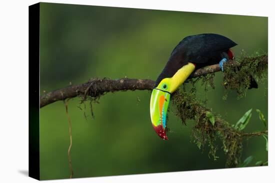 The Colors of Costa Rica-Fabio Ferretto-Stretched Canvas