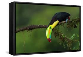 The Colors of Costa Rica-Fabio Ferretto-Framed Stretched Canvas
