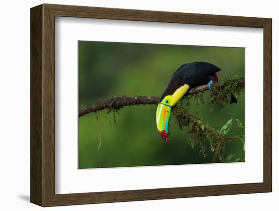 The Colors of Costa Rica-Fabio Ferretto-Framed Photographic Print