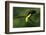 The Colors of Costa Rica-Fabio Ferretto-Framed Photographic Print