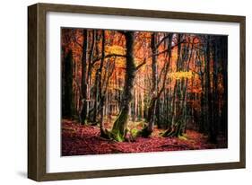 The Colors of the Woods-Philippe Sainte-Laudy-Framed Photographic Print