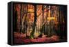 The Colors of the Woods-Philippe Sainte-Laudy-Framed Stretched Canvas