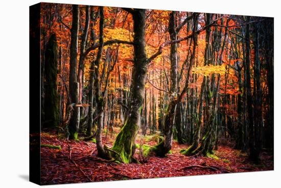 The Colors of the Woods-Philippe Sainte-Laudy-Stretched Canvas