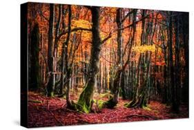 The Colors of the Woods-Philippe Sainte-Laudy-Stretched Canvas