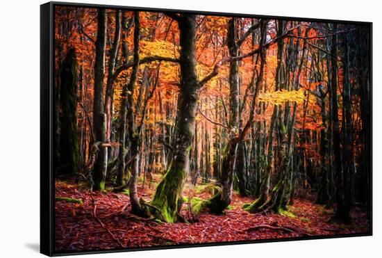 The Colors of the Woods-Philippe Sainte-Laudy-Framed Stretched Canvas