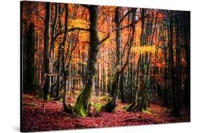 The Colors of the Woods-Philippe Sainte-Laudy-Stretched Canvas