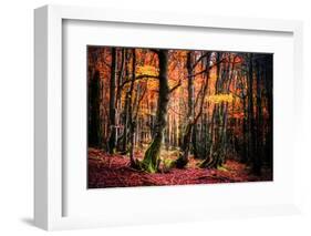 The Colors of the Woods-Philippe Sainte-Laudy-Framed Photographic Print