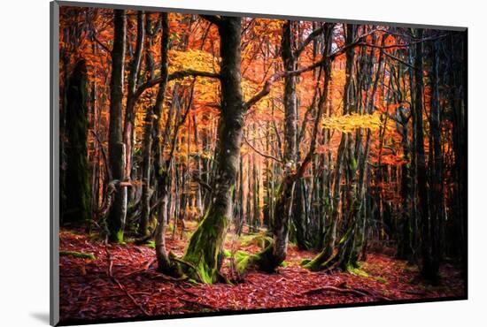 The Colors of the Woods-Philippe Sainte-Laudy-Mounted Photographic Print
