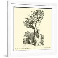 The Colossal Dragon Tree of Orotava in Teneriffe-null-Framed Giclee Print