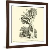 The Colossal Dragon Tree of Orotava in Teneriffe-null-Framed Giclee Print