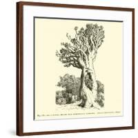 The Colossal Dragon Tree of Orotava in Teneriffe-null-Framed Giclee Print