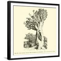 The Colossal Dragon Tree of Orotava in Teneriffe-null-Framed Giclee Print