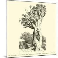 The Colossal Dragon Tree of Orotava in Teneriffe-null-Mounted Giclee Print