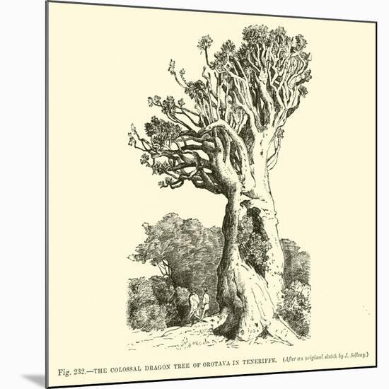 The Colossal Dragon Tree of Orotava in Teneriffe-null-Mounted Giclee Print