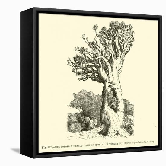 The Colossal Dragon Tree of Orotava in Teneriffe-null-Framed Stretched Canvas