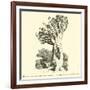 The Colossal Dragon Tree of Orotava in Teneriffe-null-Framed Giclee Print