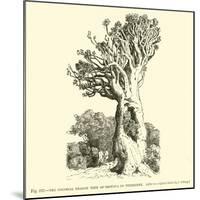 The Colossal Dragon Tree of Orotava in Teneriffe-null-Mounted Giclee Print