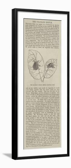 The Colourado Potato Beetle-null-Framed Giclee Print