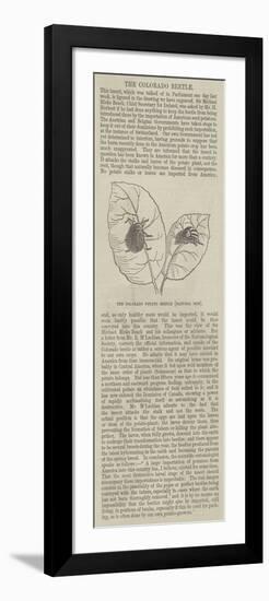 The Colourado Potato Beetle-null-Framed Giclee Print