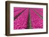 The Colourful Scenery of Spring Fields of Tulips, Keukenhof Park, Lisse, South Holland, Netherlands-Roberto Moiola-Framed Photographic Print