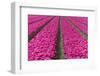 The Colourful Scenery of Spring Fields of Tulips, Keukenhof Park, Lisse, South Holland, Netherlands-Roberto Moiola-Framed Photographic Print