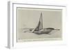 The Columbia, Showing Steel Mast Carried Away 2 August 1899-null-Framed Giclee Print