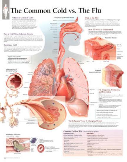 Poster, , large