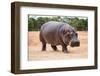 The Common Hippopotamus, Hippopotamus Amphibius, or Hippo, is a Large, Mostly Herbivorous, Semiaqua-Nils Versemann-Framed Photographic Print